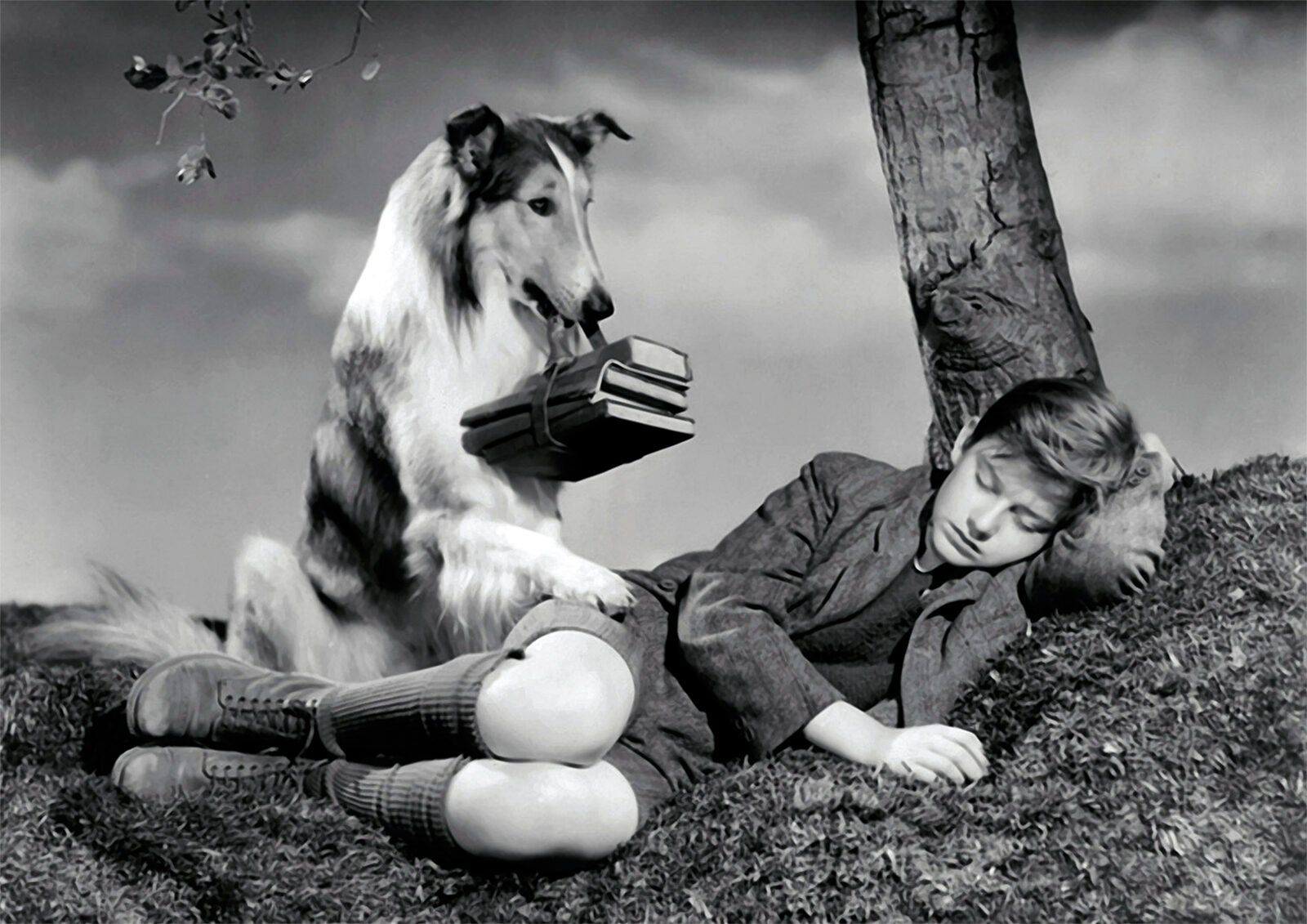 Lassie Dog Great Film Scene New POSTER